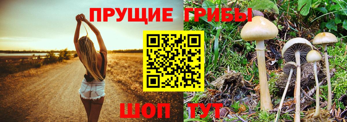 Галлюциногенные грибы Cubensis Кольчугино